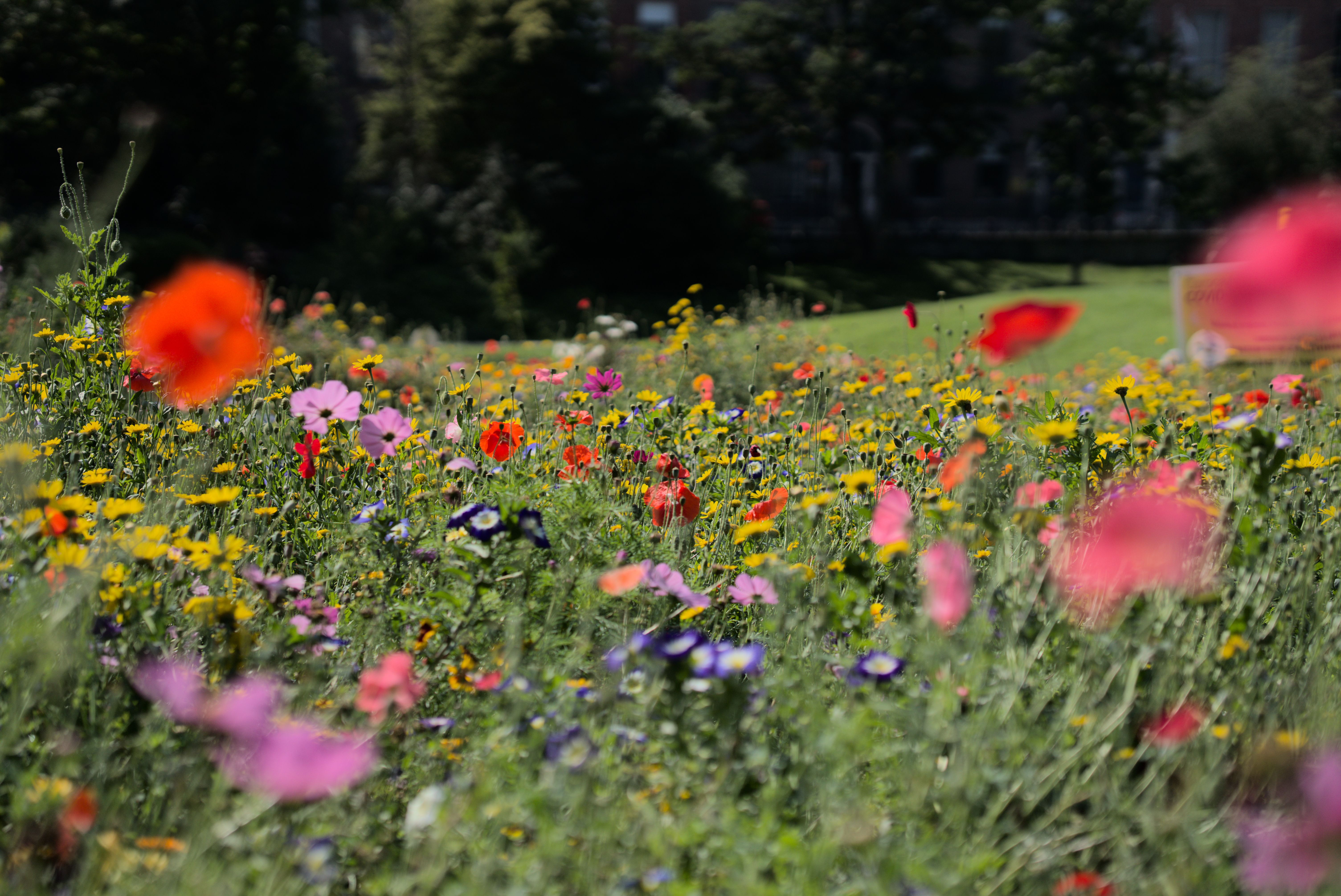 Wild flower garden in Merrion Sqaure, Dublin